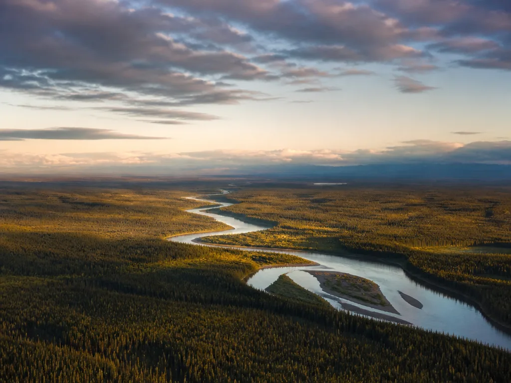 Flygvy över en oändlig barrskog med en slingrande flod i gyllene kvällsljus under en vid himmel